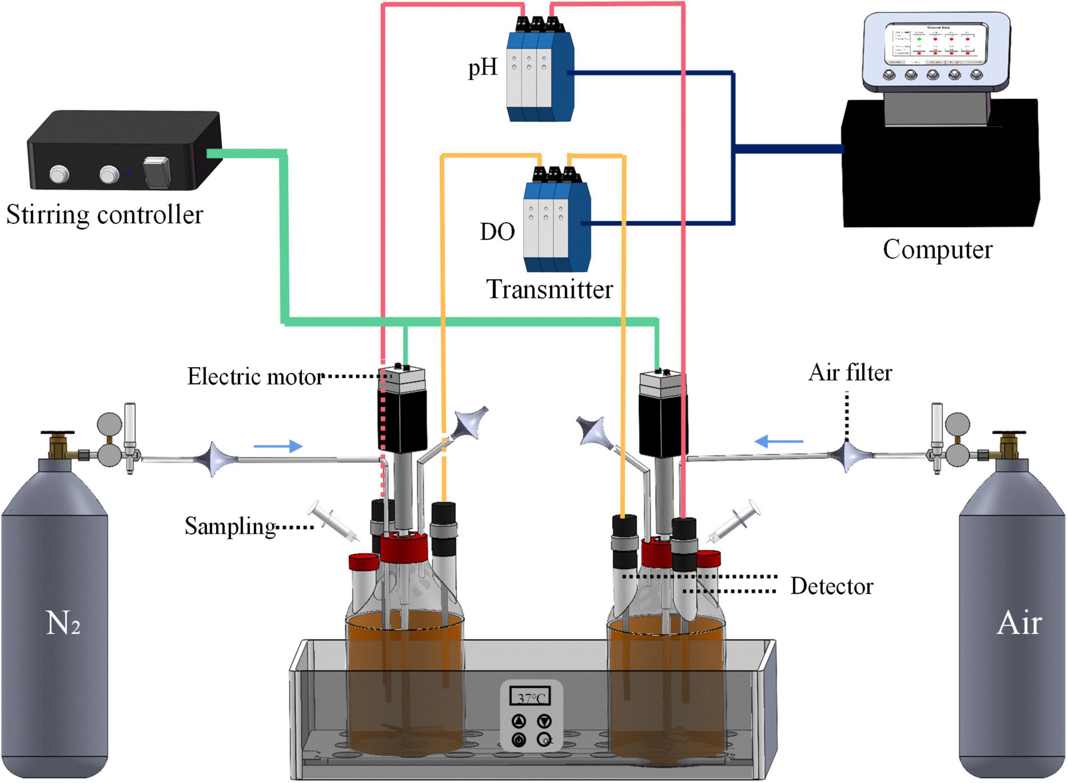 Insights into the metabolic profiling of Polygonati Rhizoma fermented by Lactiplantibacillus plantarum under aerobic and anaerobic conditions using a UHPLC-QE-MS/MS system